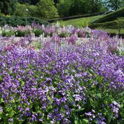 花フェスタ記念公園