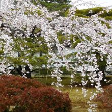 庭の桜