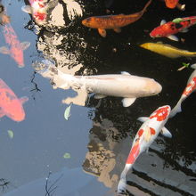 境内の池には鯉たちが泳いでます。