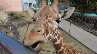 動物が間近に！大満足の動物園！