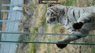 ホワイトタイガーを見ながら食事ができる唯一のレストラン！