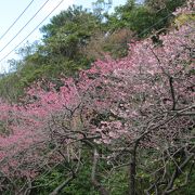 日本一早く咲く桜