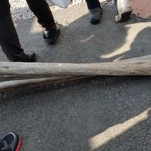 おはいりなさい