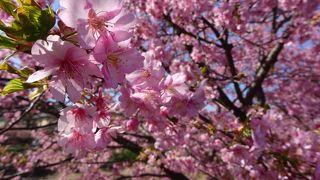 今年は開花が遅れましたが、今が見ごろ！