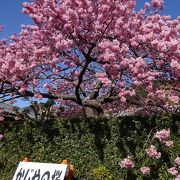 艶やかな桜に 足が止まります