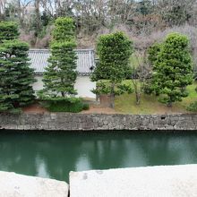本丸近くの桜並木。まだ蕾です。