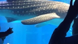 大阪の観光名所の１つ！