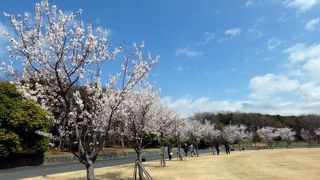 浜名湖ガーデンパークのベニバスモモ