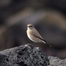 珍鳥サバクヒタキ♀