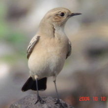 珍鳥サバクヒタキ♀
