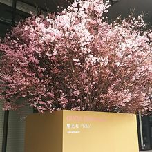 3/12  こんなに咲きました♪