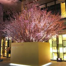 3/9 夜桜はチラホラ