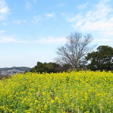 菜の花