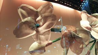 ビッグなさくらあります(’-’*)♪