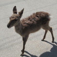 子鹿がお出迎え