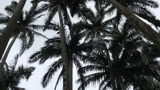 自然があふれる場所