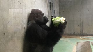 15時からはタロウの餌やり