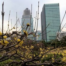 サンシュユ越しに高層ビルを望みます。