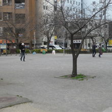 錦糸堀公園の広場の中には、数多くのサクラの樹が見られます。