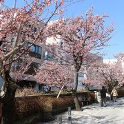 熱海桜を見る時の散策にぴったり