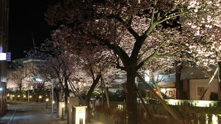 日本一早い熱海桜があります