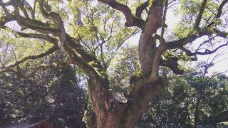 超感動！「樹齢千年の木」
