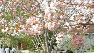 桜やチューリップがきれいでした。