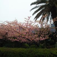 桜がキレイに咲いていました