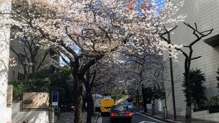 もうすぐ満開の桜坂