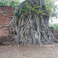 木の中に眠る仏様