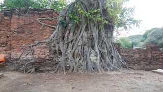 木の中で眠る仏様ワットマハタート