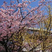愛らしい“春めき桜”