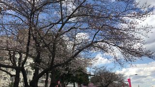 桜最前線情報  浅草・隅田公園の桜は見頃