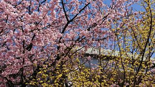 愛らしい“春めき桜”