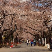 谷中霊園の桜並木そろそろ見頃です（2018.3.23現在）