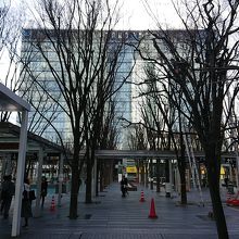 意外と大きなケヤキ