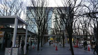 マス目状に植えられた欅