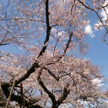 ハートに見える？枝