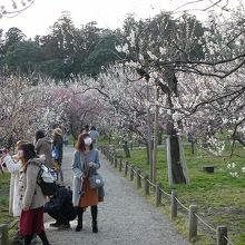 桜ほど鮮やかさがないんだよなあ