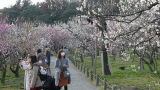 庭園というより梅林