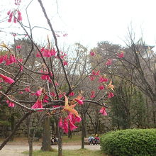 カンヒザクラを前景に。