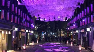 SAKURA WEEKS コレド室町で夜桜見物