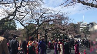 九段下北の丸公園、桜の卒業式