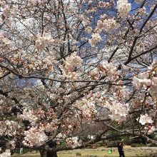 場所取りの人々