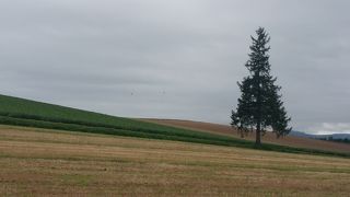 雪のツリーが見たい