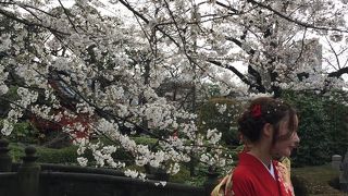3月下旬桜の見頃となりました！