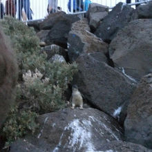 岩場を歩くペンギン