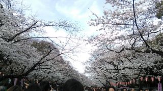 2018年３月24日現在、桜を綺麗ですが、人が多く。先に進むのが容易でない場合もあります