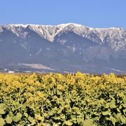 残雪の比良山と菜の花のコントラストが美しい