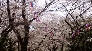江戸から続くお花見名所　桜は見頃です